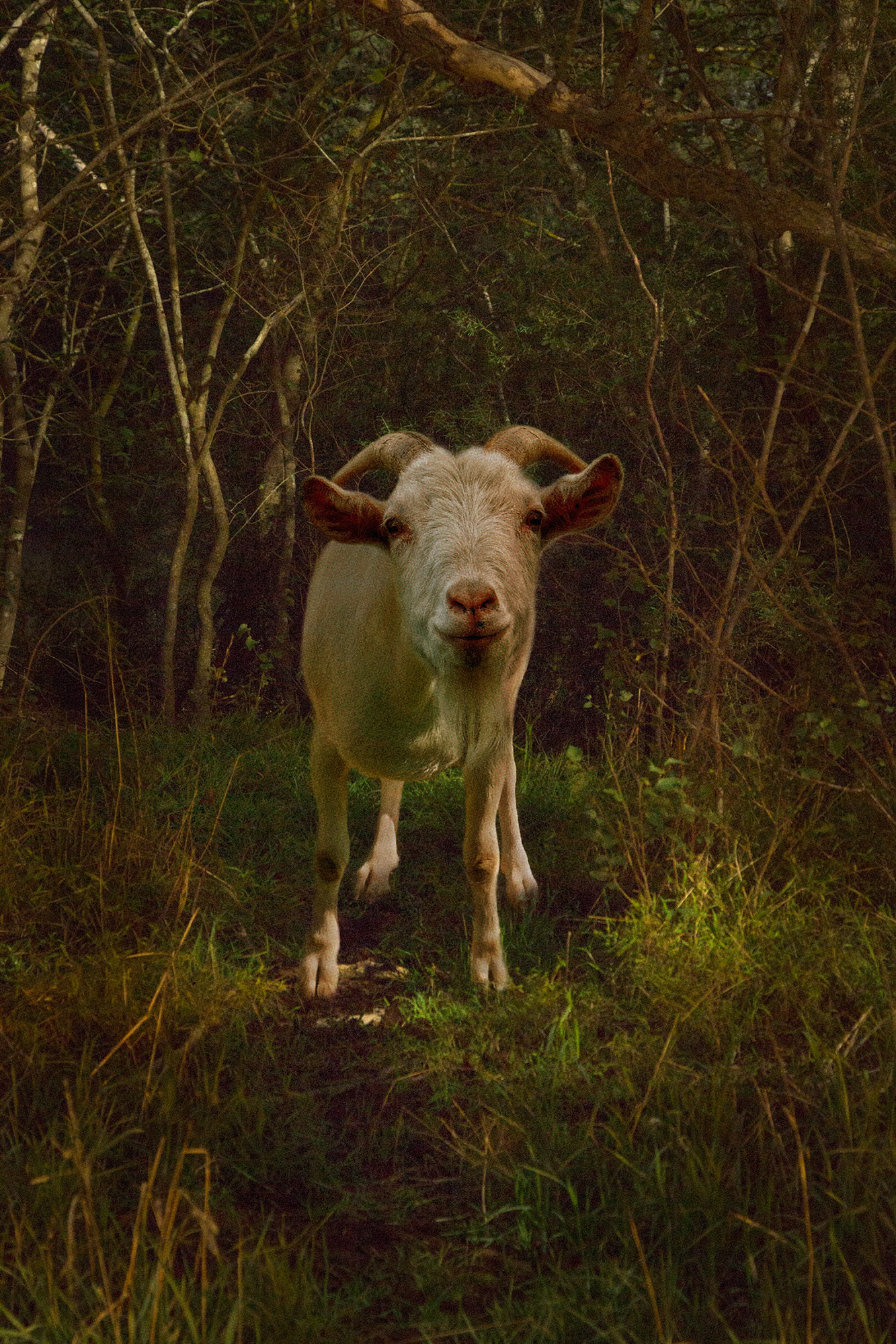 Goat - Nathan Tucker