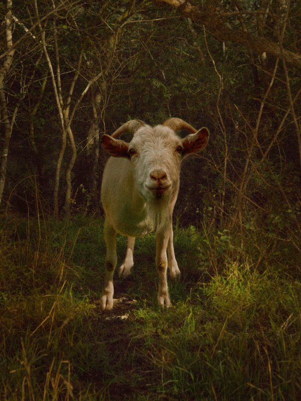 Nathan Tucker - Goat